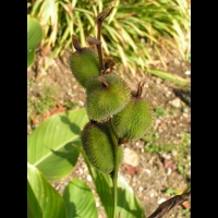 Canna Indica (fam Cannacees) (Am. tropicale) (3)